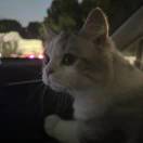 滿山猴子我腚最紅